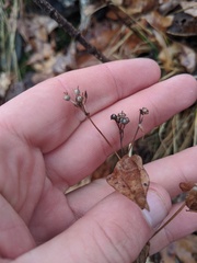 Gentianella quinquefolia