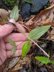 Gentianella quinquefolia