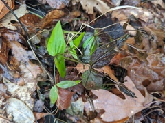 Gentianella quinquefolia