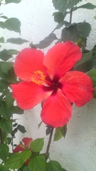 Hibiscus rosa-sinensis