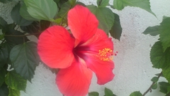 Hibiscus rosa-sinensis