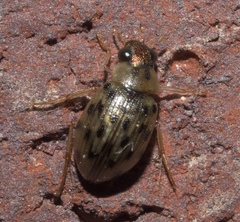 Berosus pantherinus