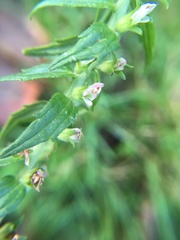Odontites vernus