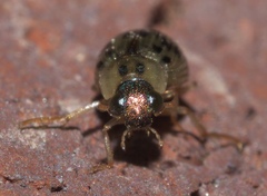Berosus pantherinus