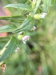Odontites vernus
