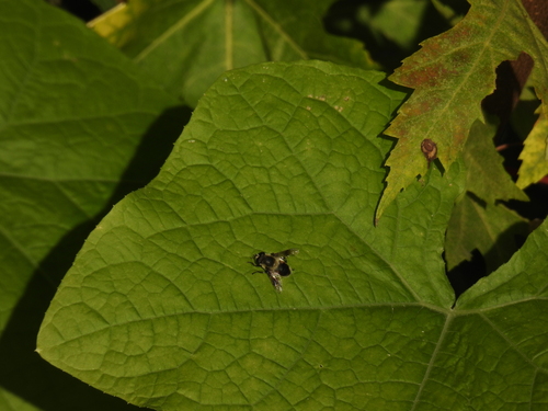 Unknown species found near Powderhorn Park, Minneapolis, MN 55407, USA