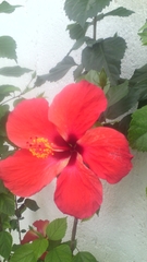 Hibiscus rosa-sinensis