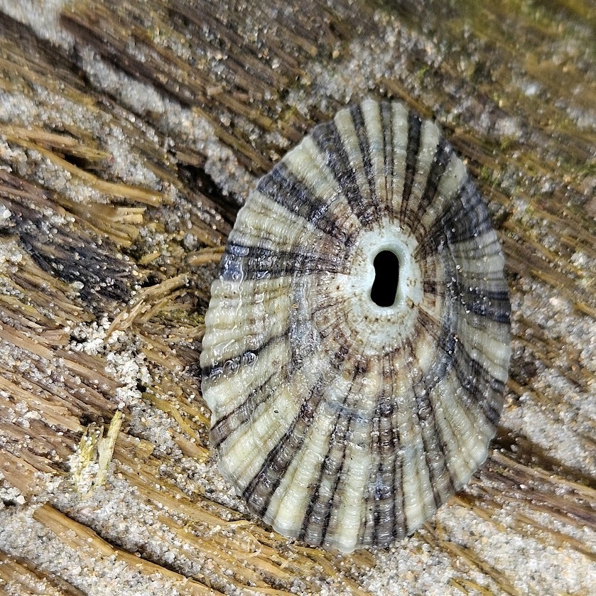 Rayed keyhole limpet