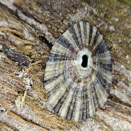 Fissurella nimbosa