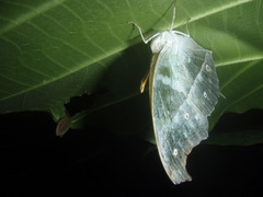 Protogoniomorpha parhassus