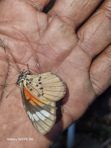 Marshall’s Acraea Mimic