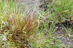 Schoenus pauciflorus