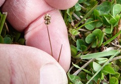 Juncus novae-zelandiae