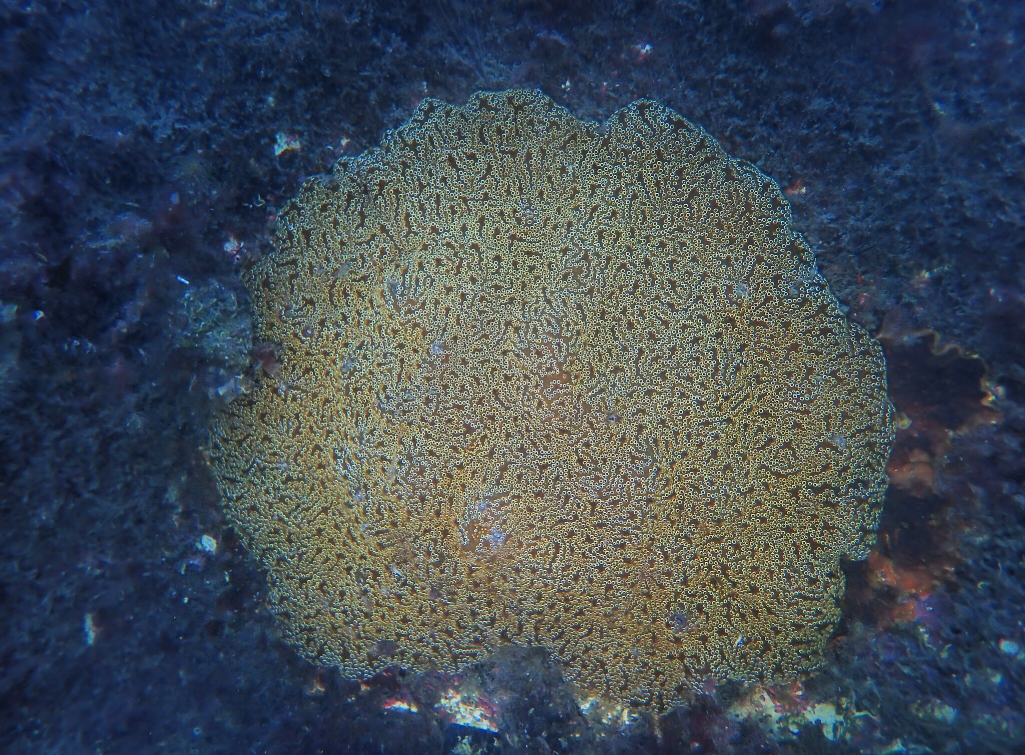Distaplia bermudensis Van Name, 1902