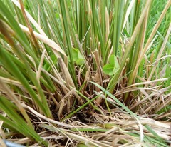 Chionochloa rigida rigida