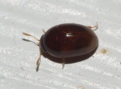 Acylomus