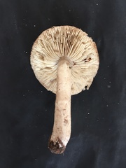 Tricholoma aestuans