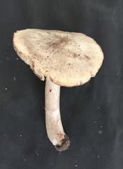 Tricholoma aestuans