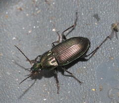 Poecilus chalcites
