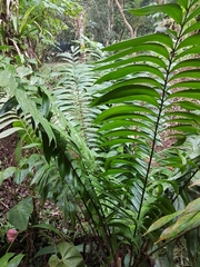 Zamia
