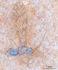 Philotarsus californicus