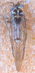 Mesopsocus