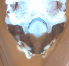 Mesopsocus
