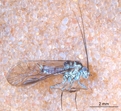 Mesopsocus