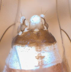 Elipsocus hyalinus
