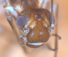 Elipsocus hyalinus