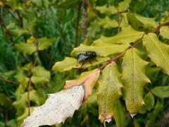 Osmia lignaria propinqua