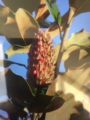 Magnoliopsida