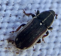 Mecinus circulatus