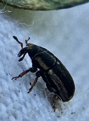 Mecinus circulatus