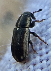 Mecinus circulatus