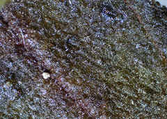 Crocanthemum bicknellii