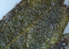 Crocanthemum bicknellii