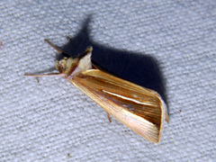Plusia venusta