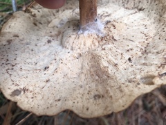 Rhodocollybia laulaha