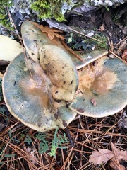 Lactarius semisanguifluus