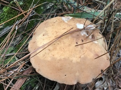 Rhodocollybia laulaha