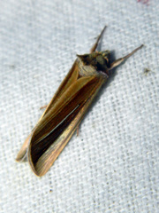Plusia venusta