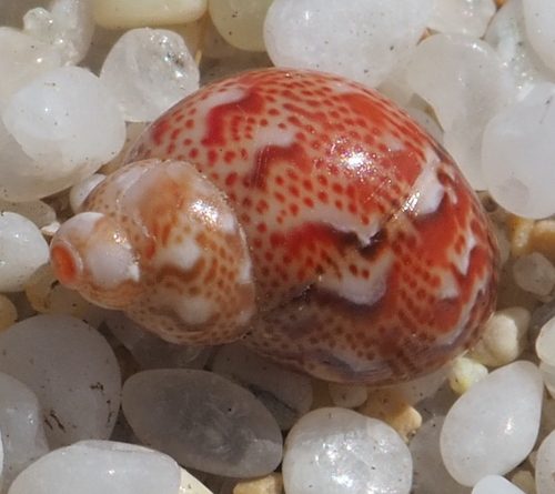 Tricolia pullus