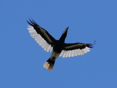 Bycanistes subcylindricus