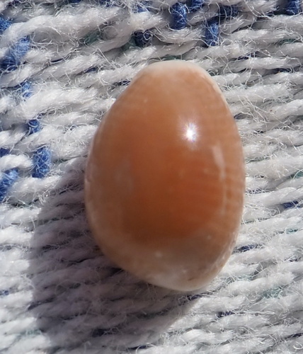 Trivia mediterranea