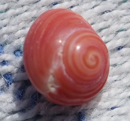 Homalopoma sanguineum