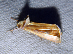 Plusia venusta
