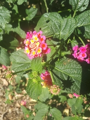Lantana camara