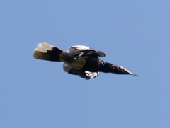 Bycanistes subcylindricus