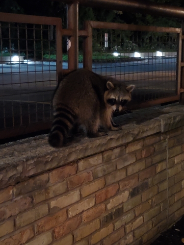 Raccoon